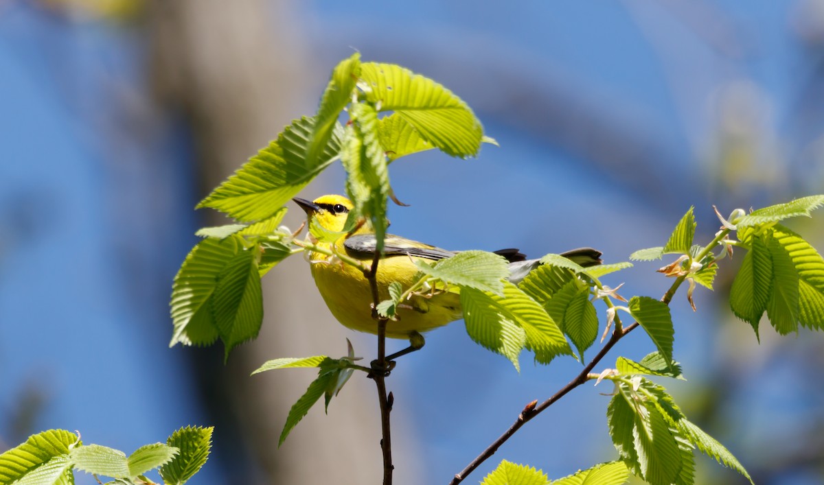 Blue-winged Warbler - ML567893311