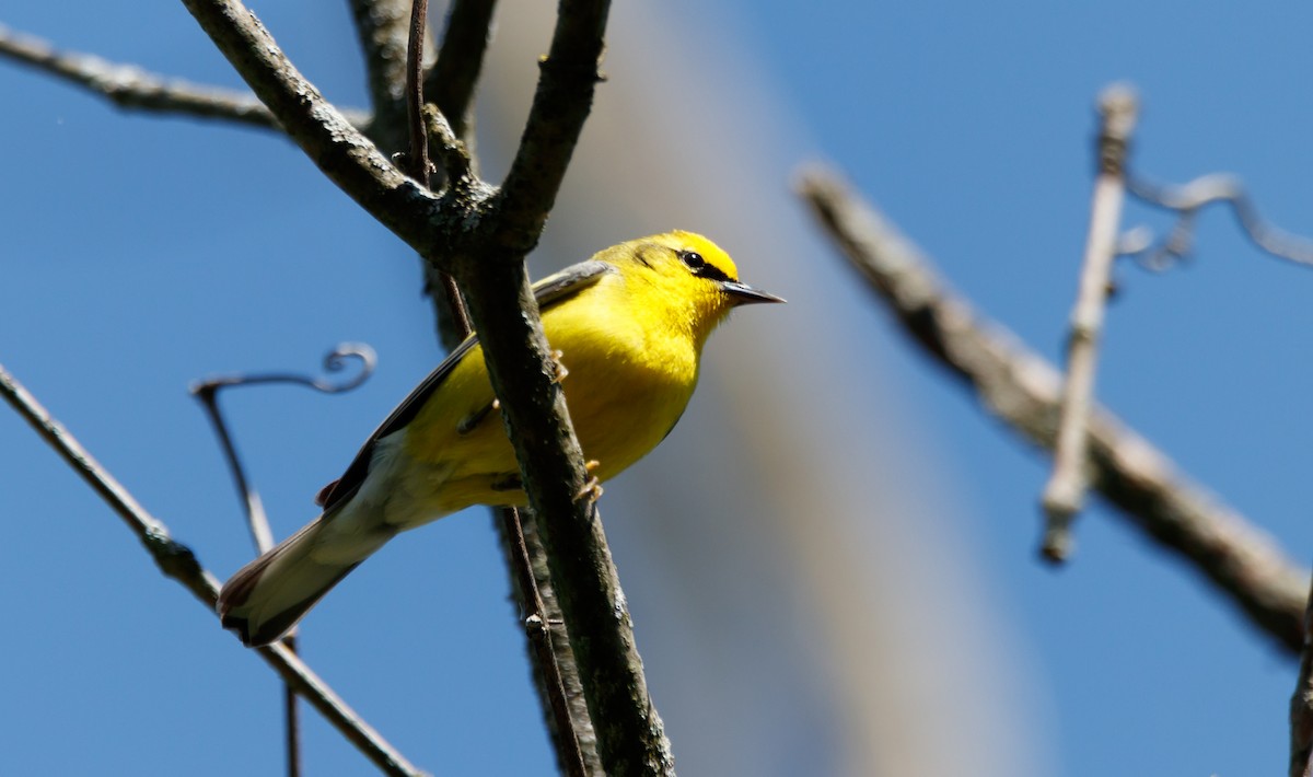 Blue-winged Warbler - ML567893341