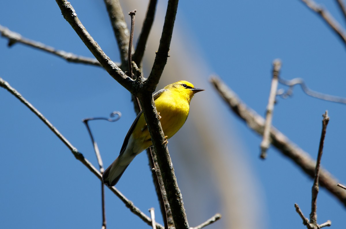 Blue-winged Warbler - ML567893381