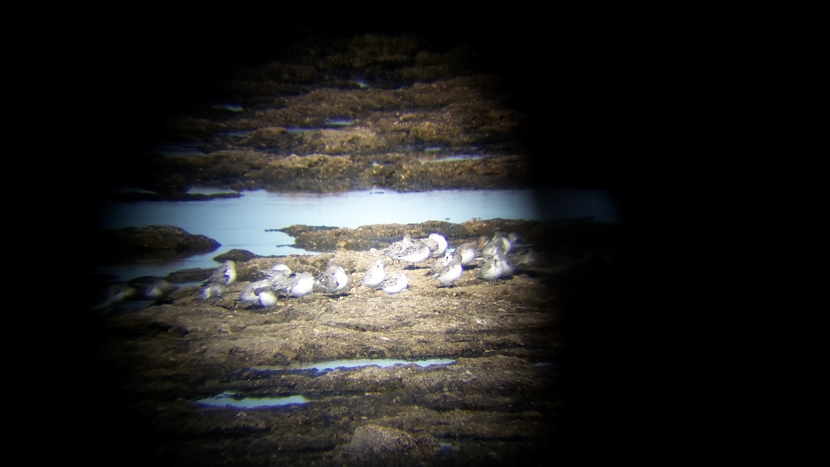 Bécasseau sanderling - ML56789351