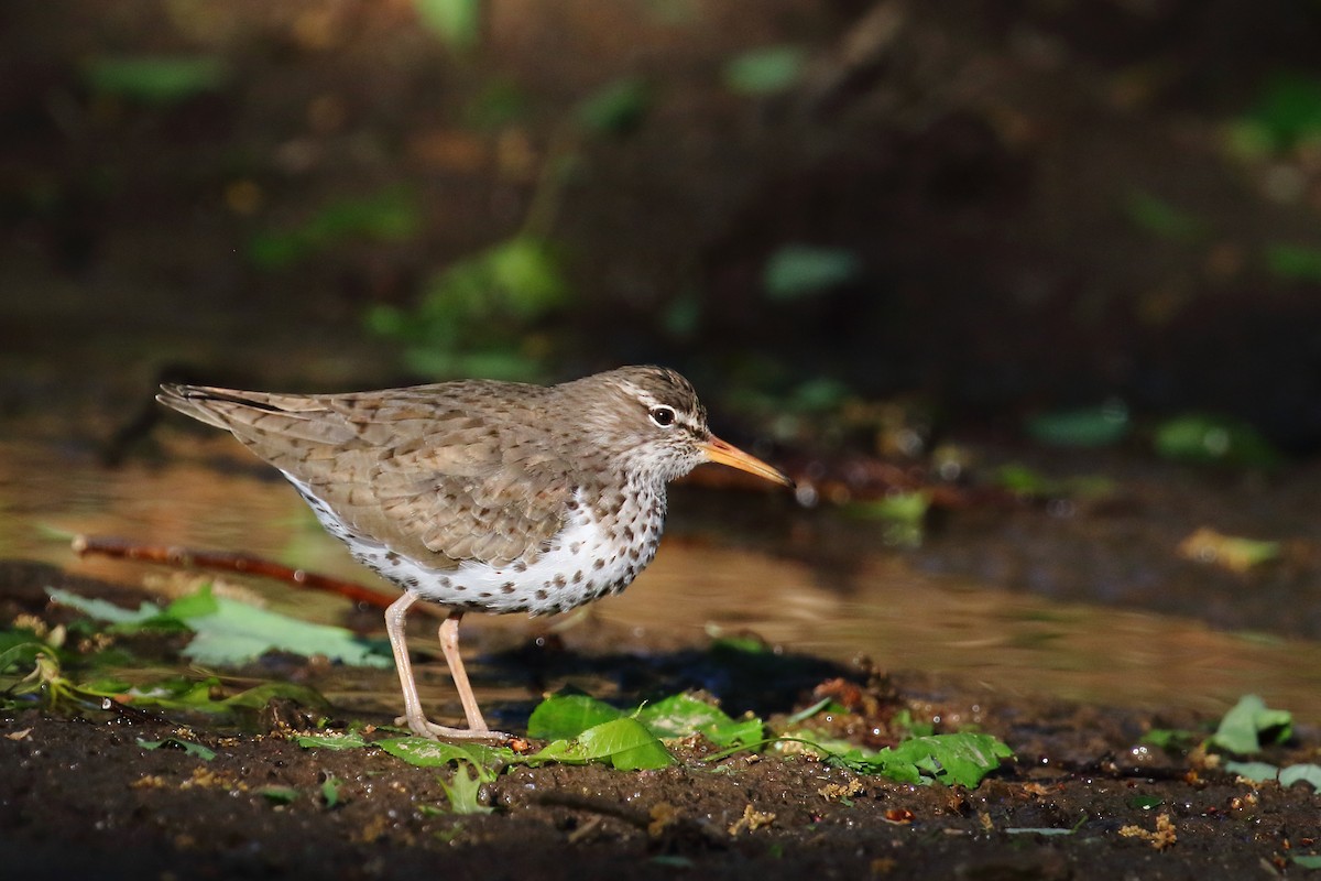 pisík americký - ML567893741