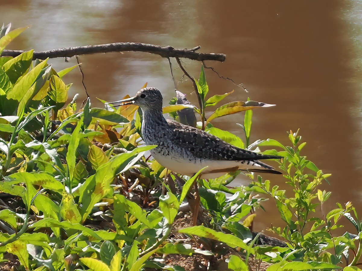 Lesser Yellowlegs - ML567893981