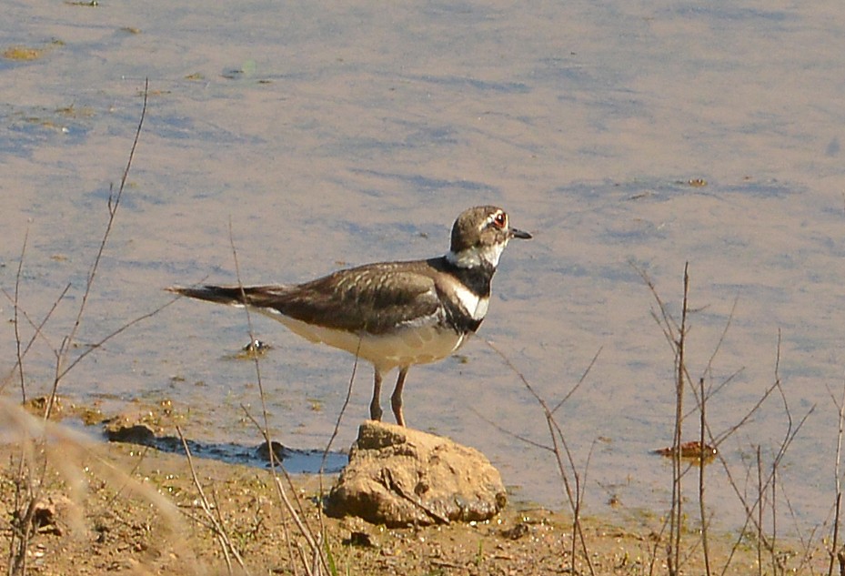 Killdeer - Bill Telfair