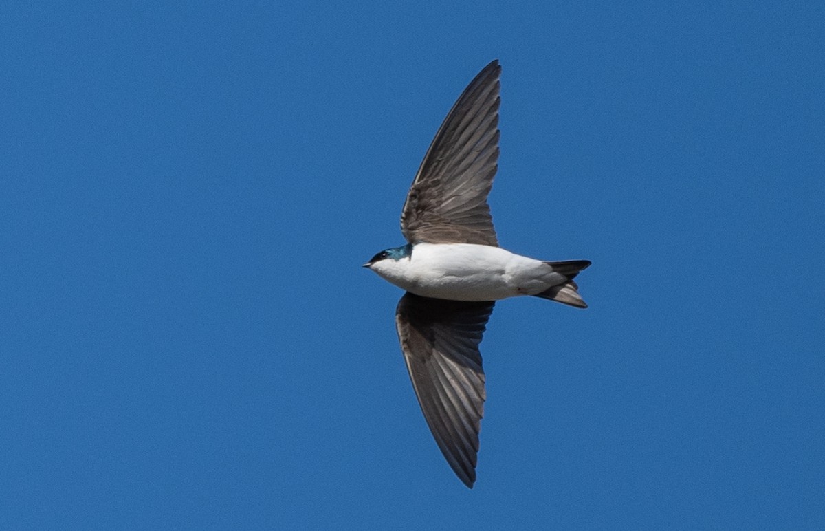 Golondrina Bicolor - ML567895241