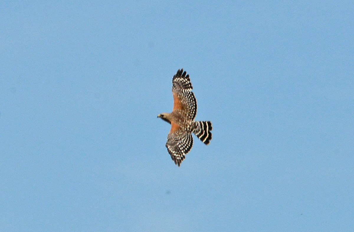 Red-shouldered Hawk - Bill Telfair