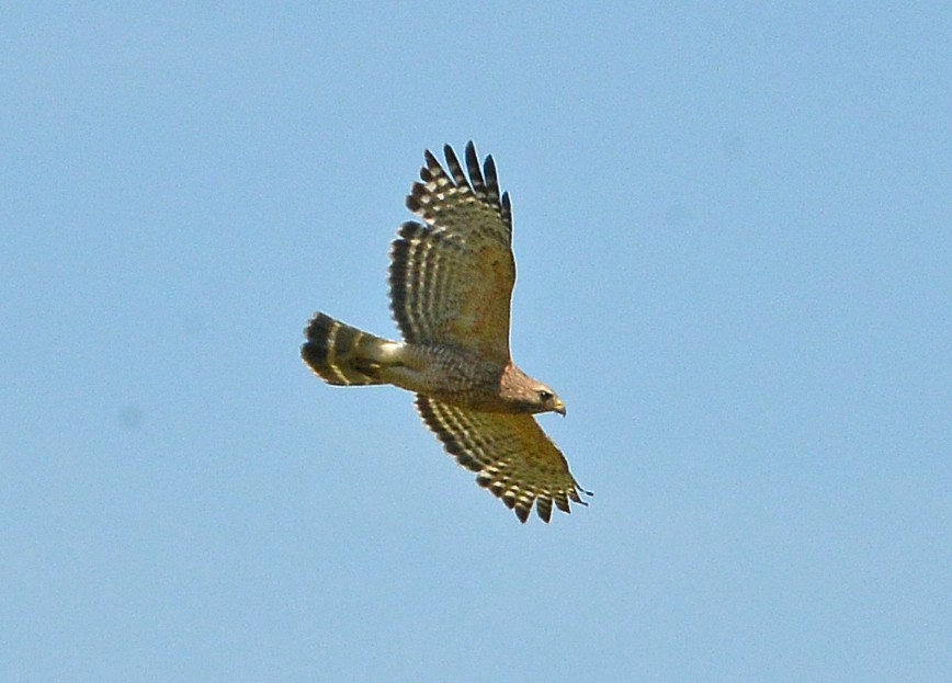 Red-shouldered Hawk - ML567895311