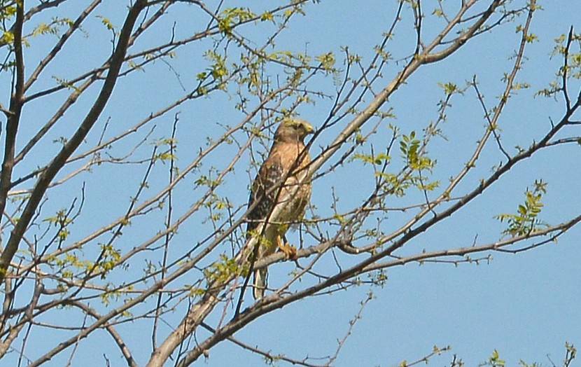 Red-shouldered Hawk - Bill Telfair