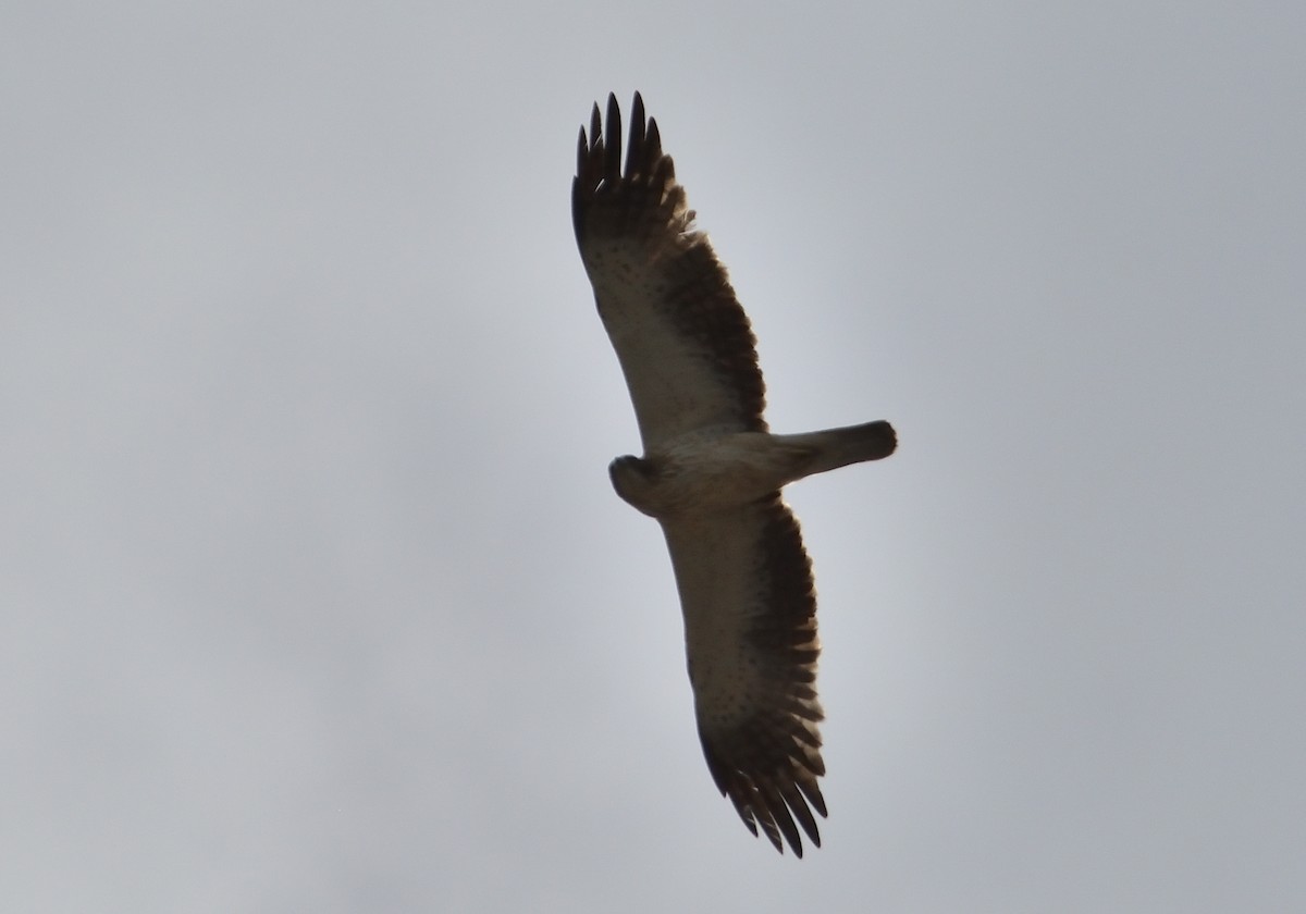 Booted Eagle - Mu Sano