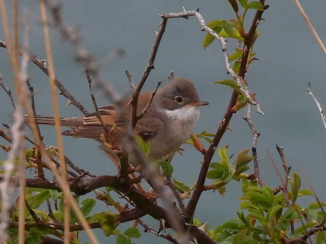 Greater Whitethroat - Scott Fox