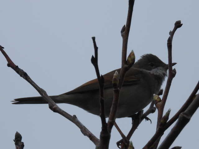 Greater Whitethroat - Scott Fox