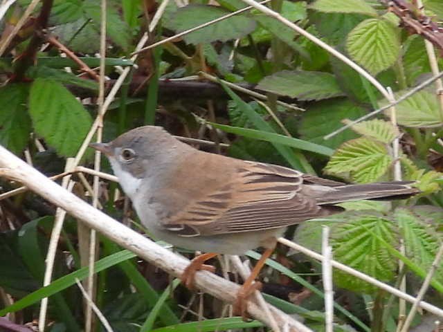 Greater Whitethroat - Scott Fox