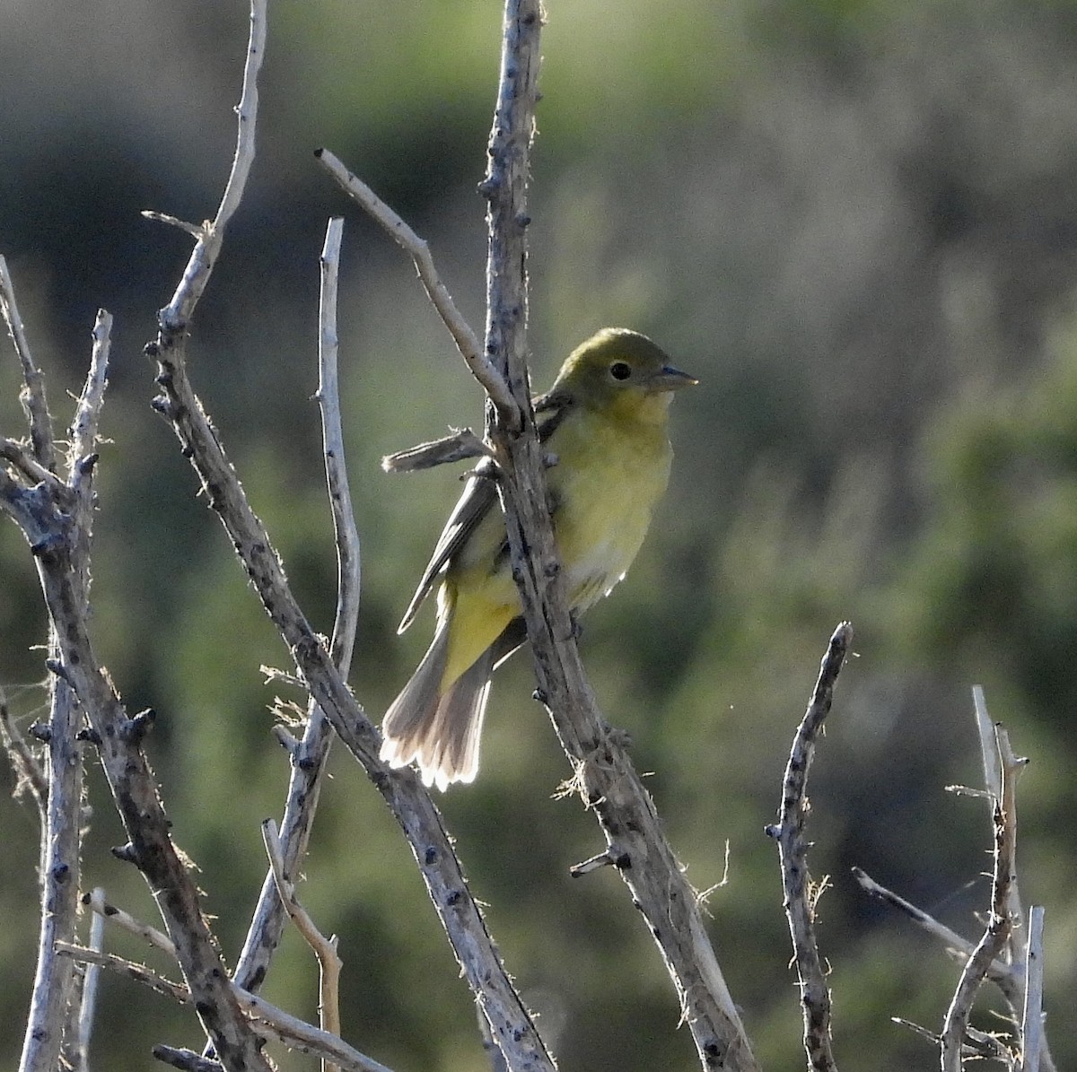 Western Tanager - Beth Bruckheimer