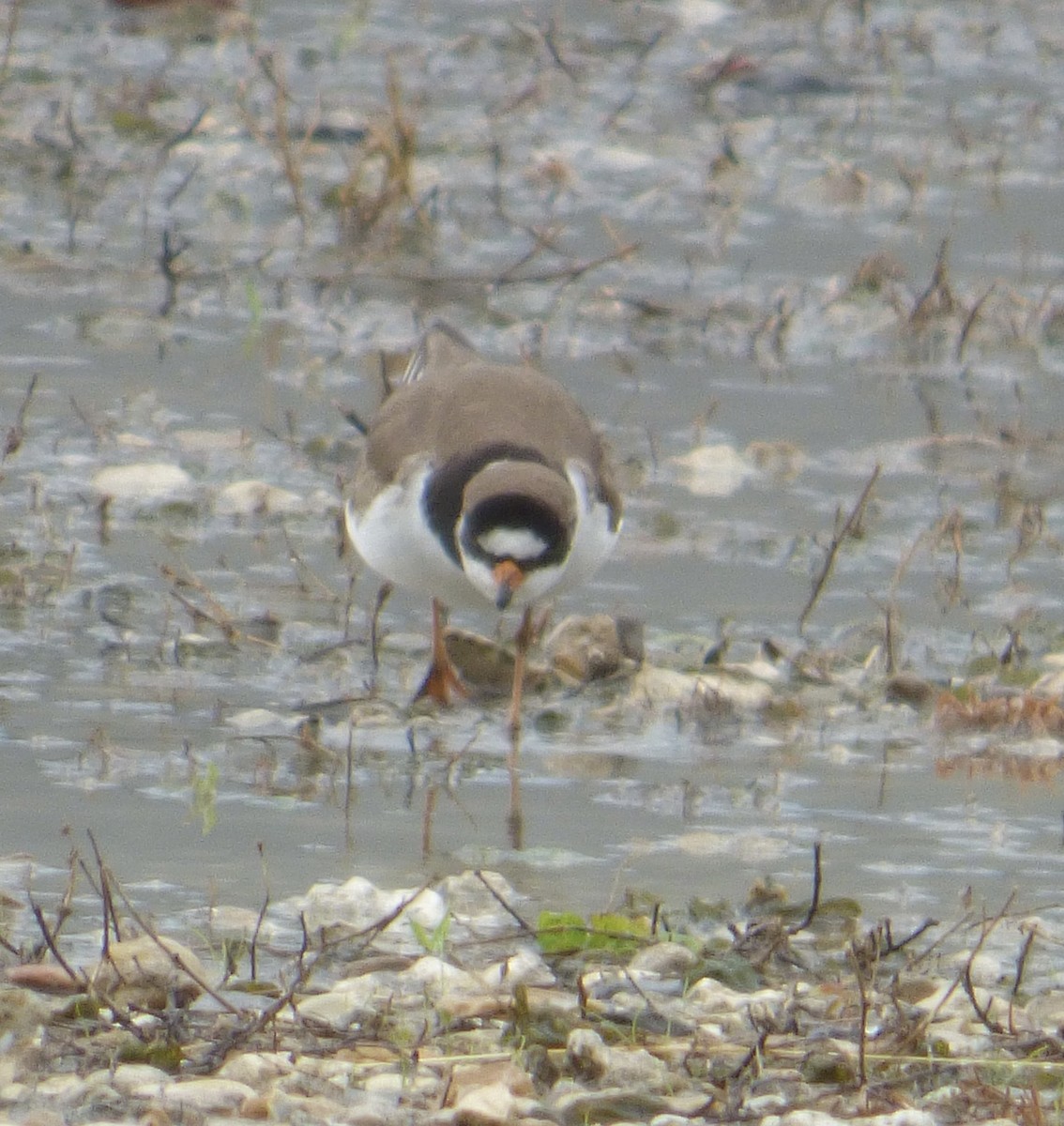 Semipalmated Plover - ML567899231