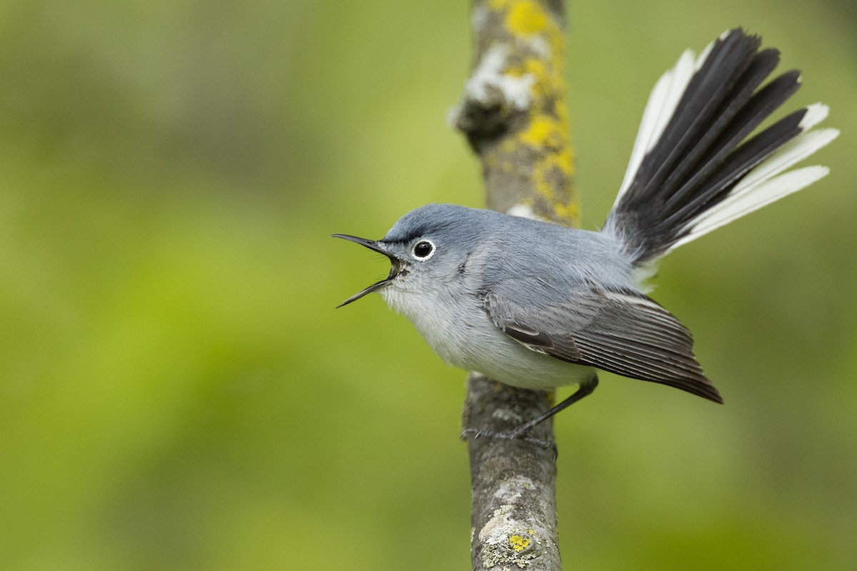 Blue-gray Gnatcatcher - ML567899591