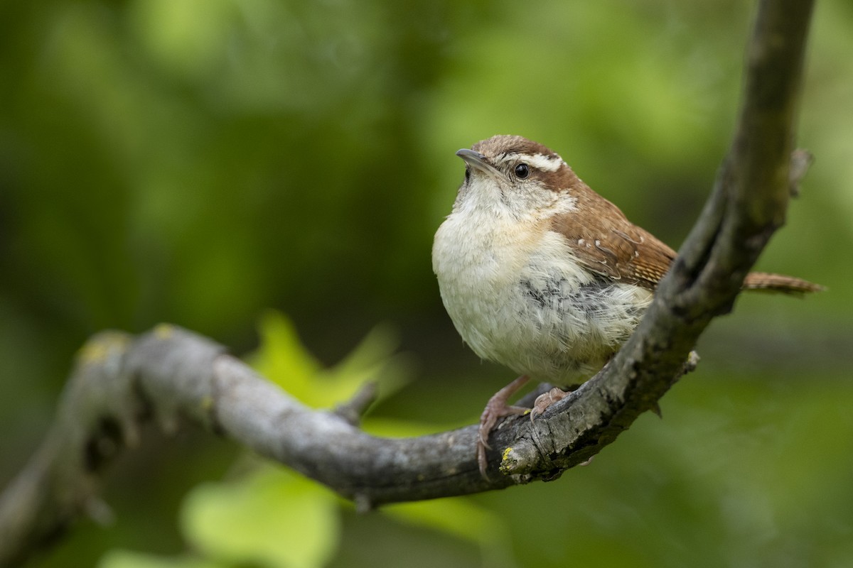 Carolina Wren - ML567900131