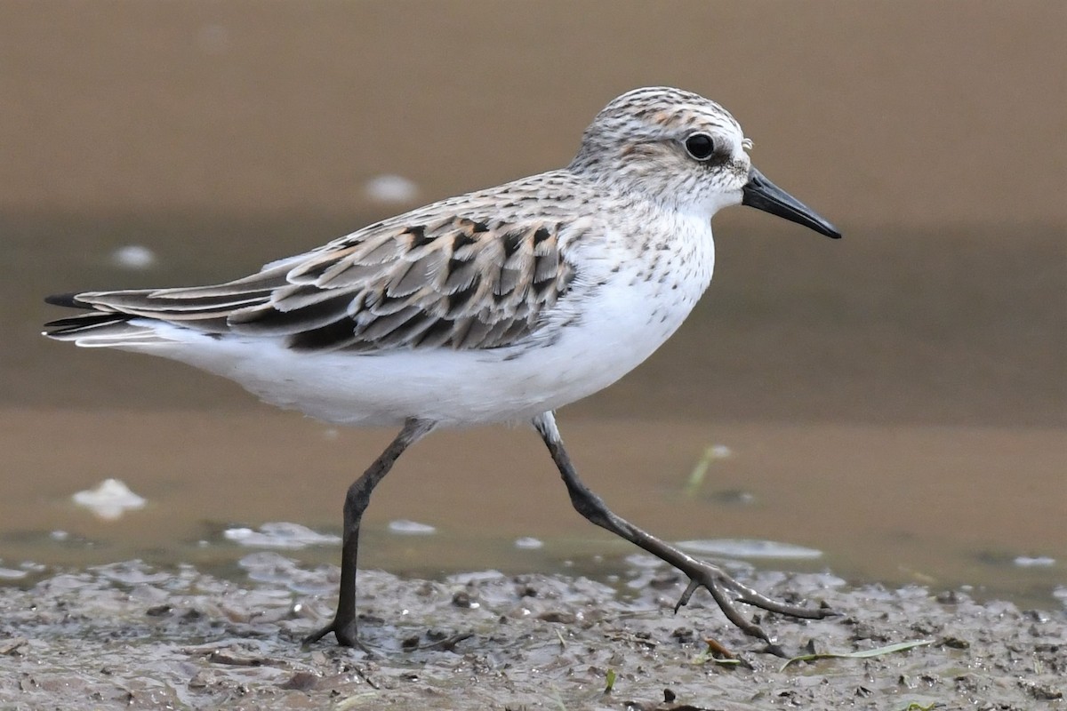 Semipalmated Sandpiper - ML567900681