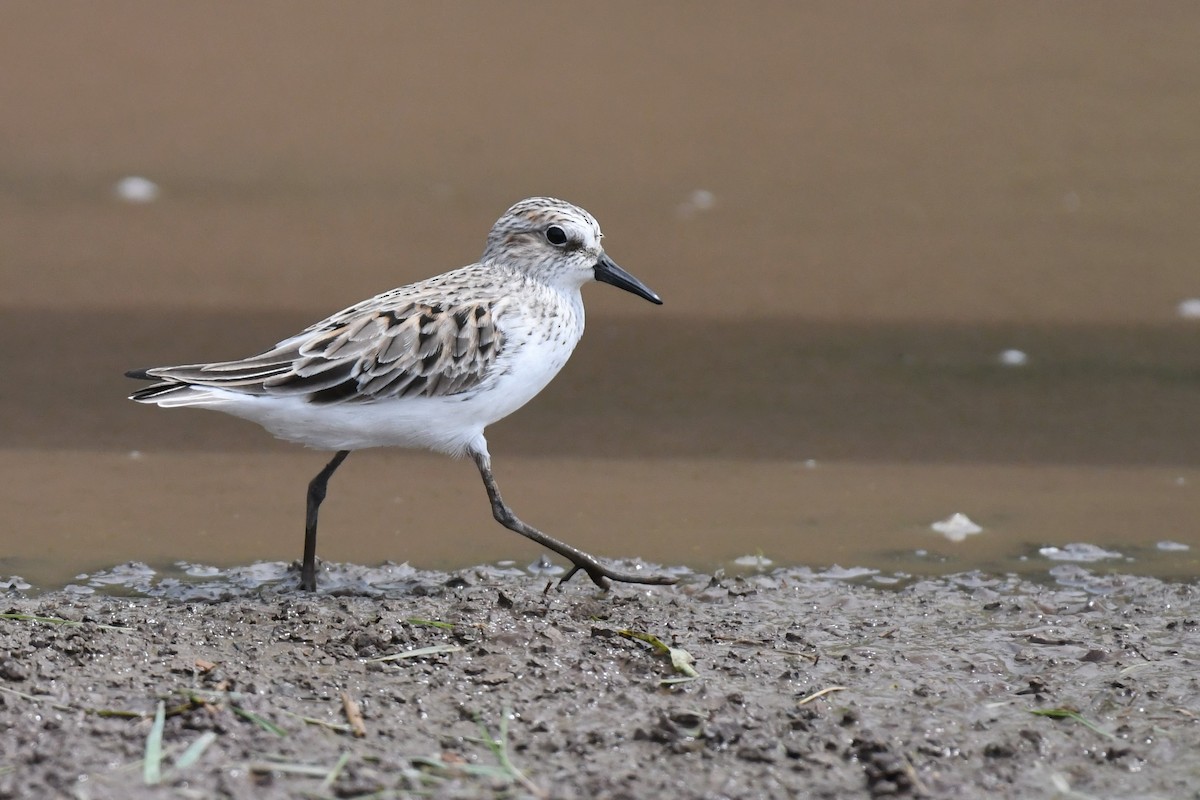 Semipalmated Sandpiper - ML567900691