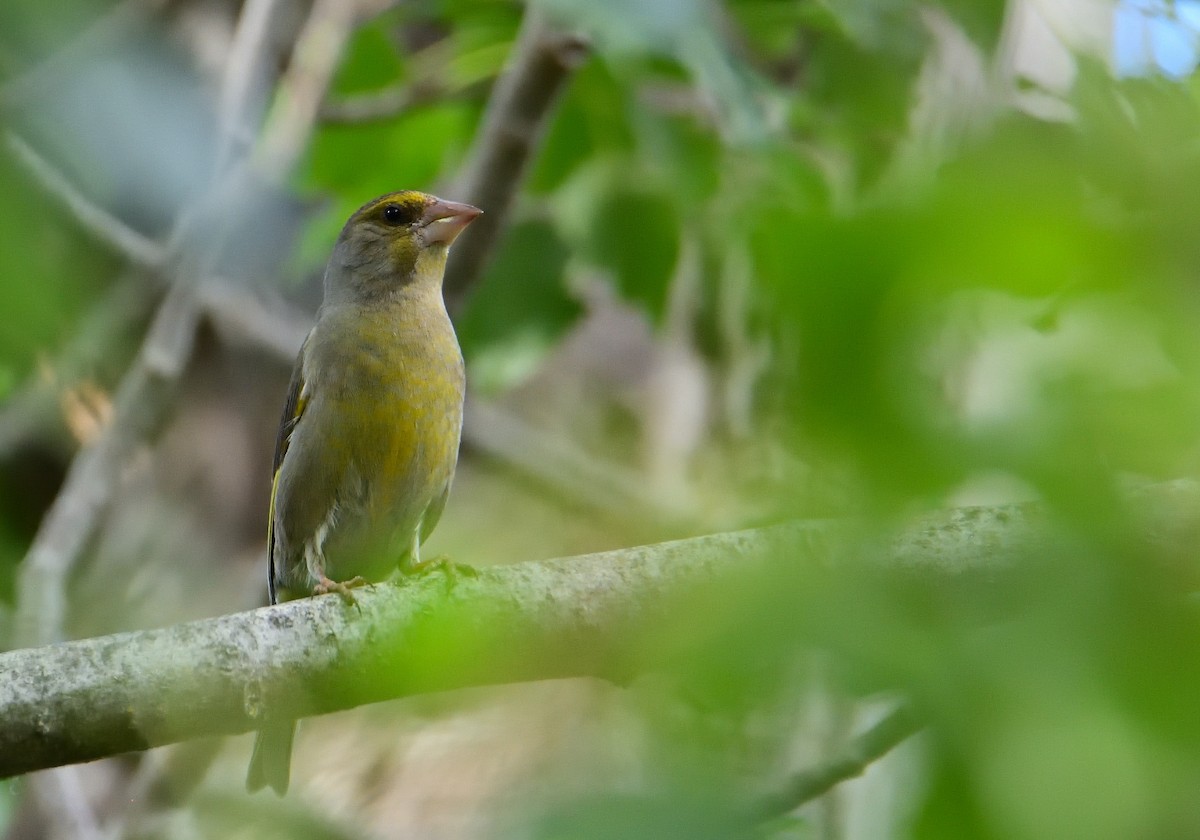 European Greenfinch - ML567903031