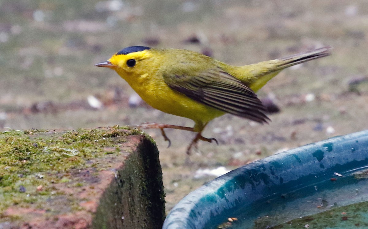 Wilson's Warbler (chryseola) - ML567903421