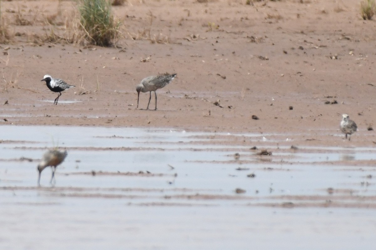 Black-bellied Plover - ML567903751