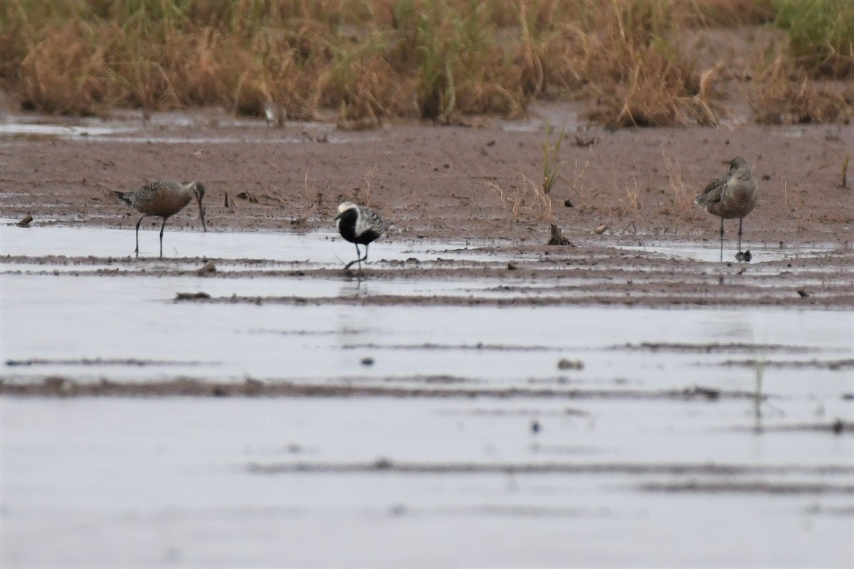 Black-bellied Plover - ML567903761