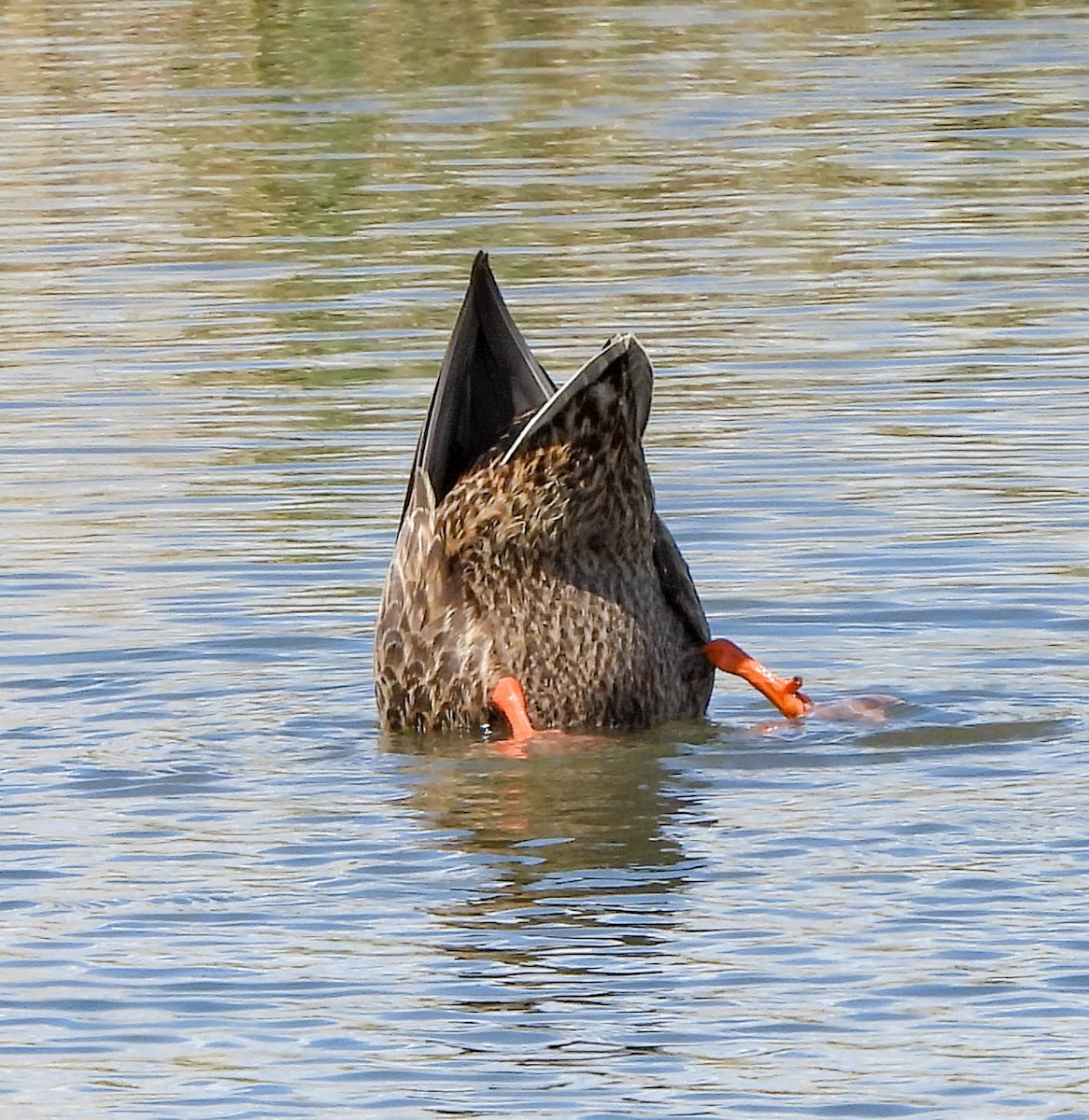 Canard du Mexique - ML567904271