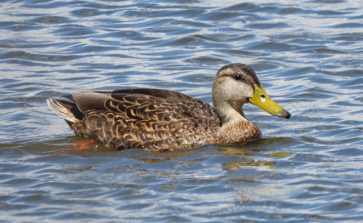 Mexican Duck - ML567904281