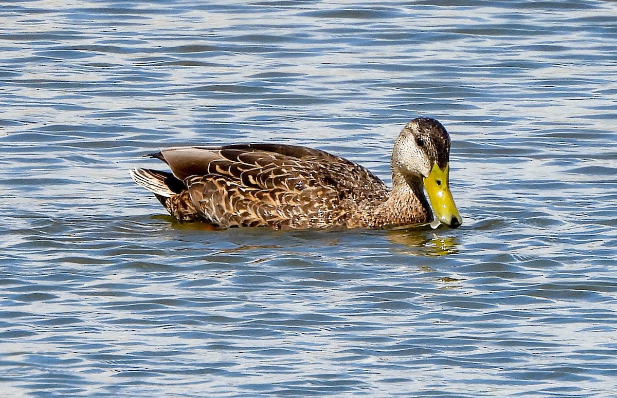 Mexican Duck - ML567904291