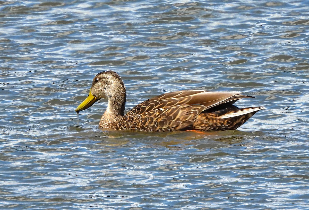 Mexican Duck - ML567904301