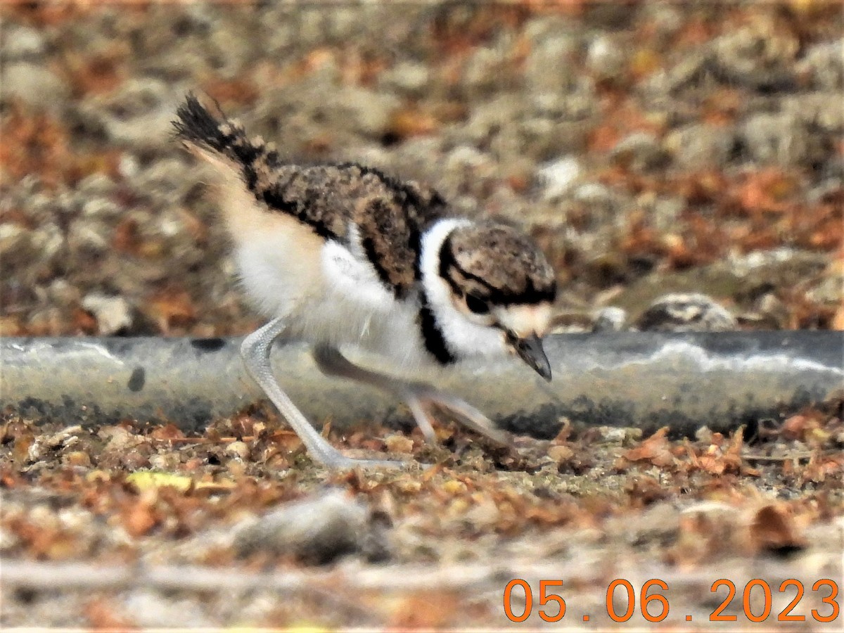 Killdeer - ML567904741