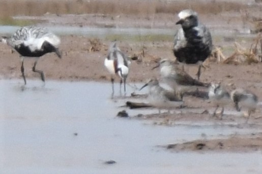 Black-bellied Plover - ML567905501