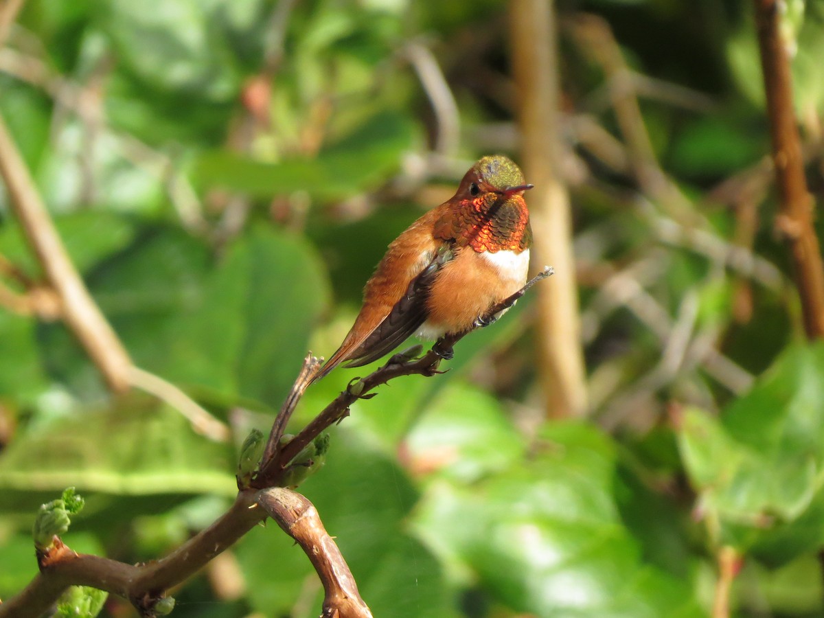 Rufous Hummingbird - ML567905671