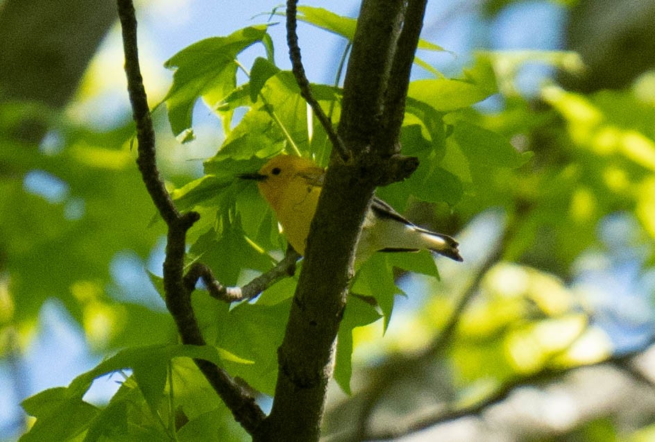 Prothonotary Warbler - ML567906061