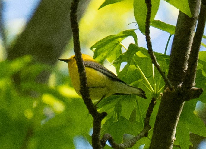 Prothonotary Warbler - ML567906071