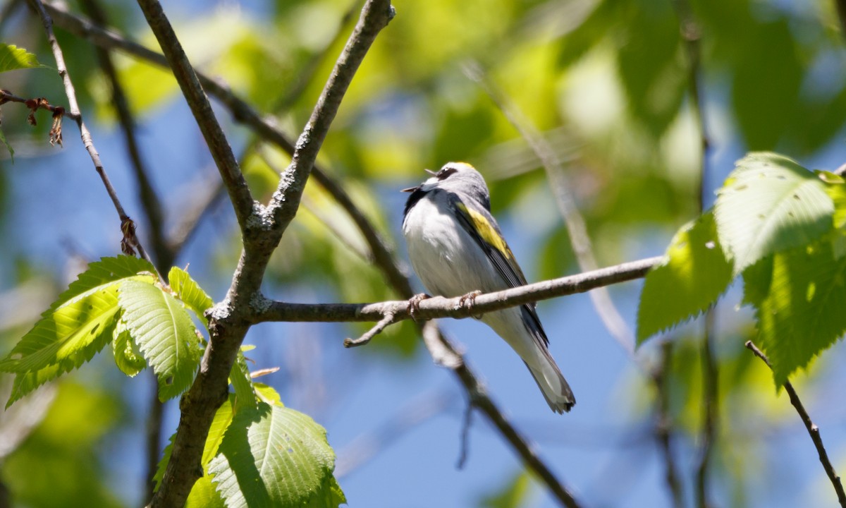 Golden-winged Warbler - ML567906151