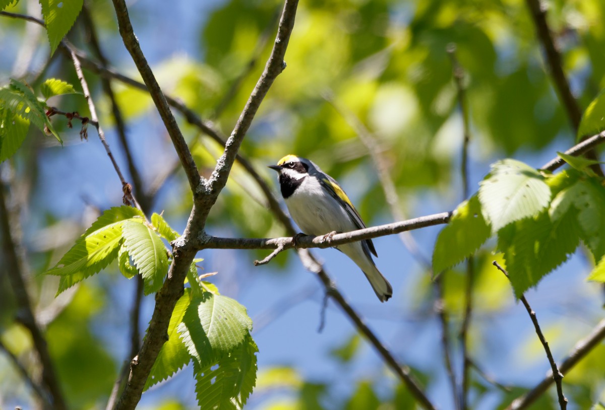 Golden-winged Warbler - Dan Hannon