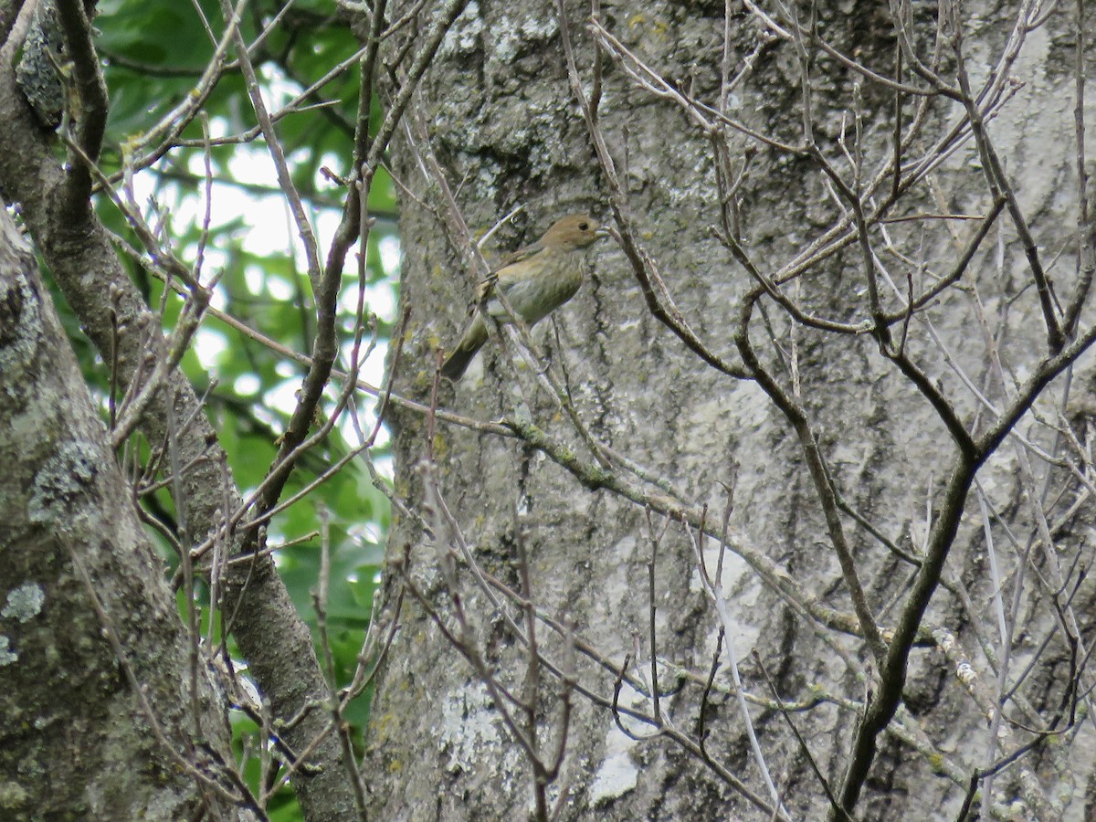 Indigo Bunting - ML567906241