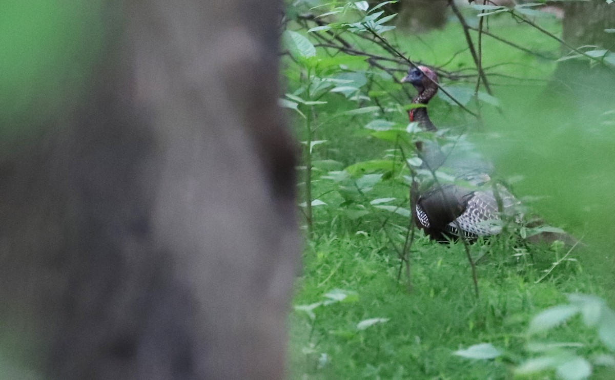 Wild Turkey - Rob Bielawski