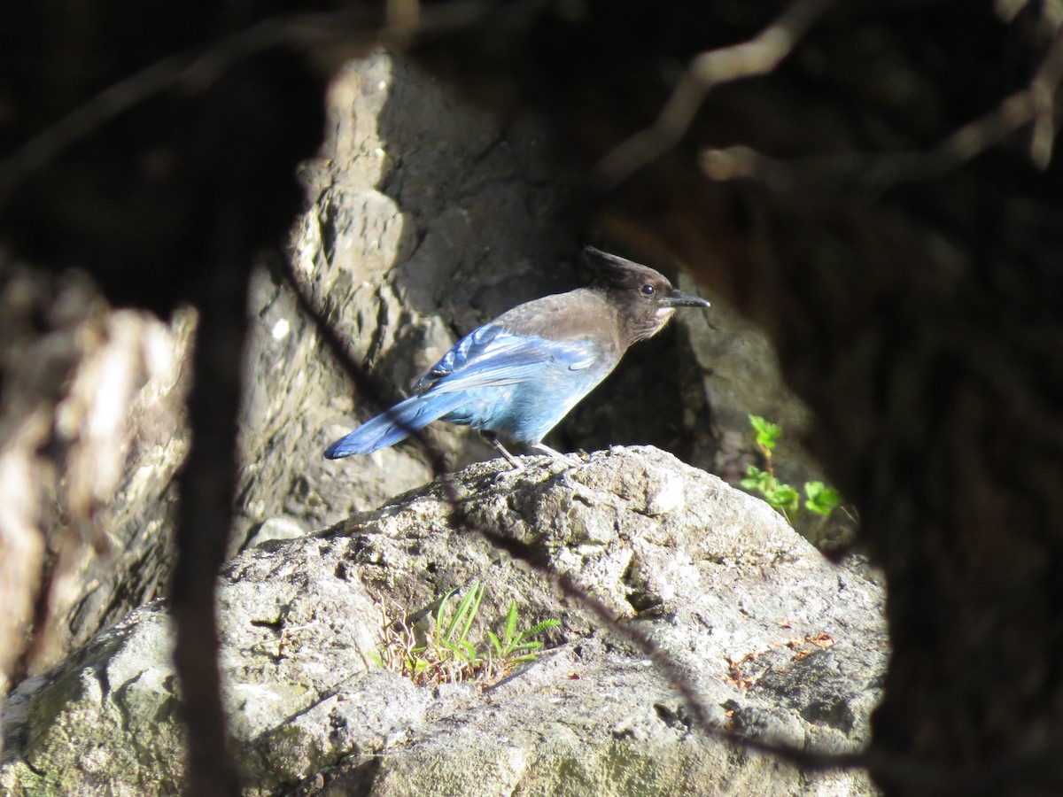 Steller's Jay - ML567907051