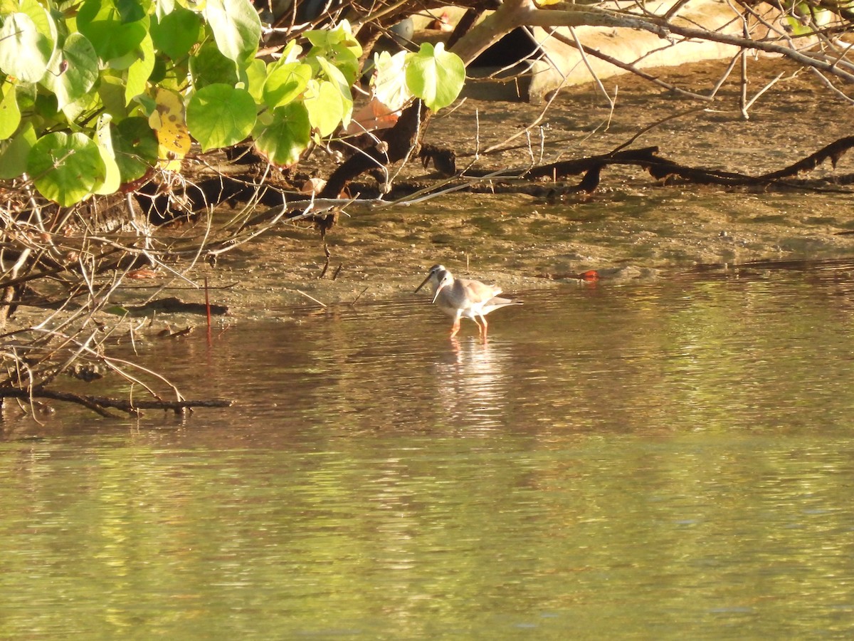 Common Redshank - ML567907111