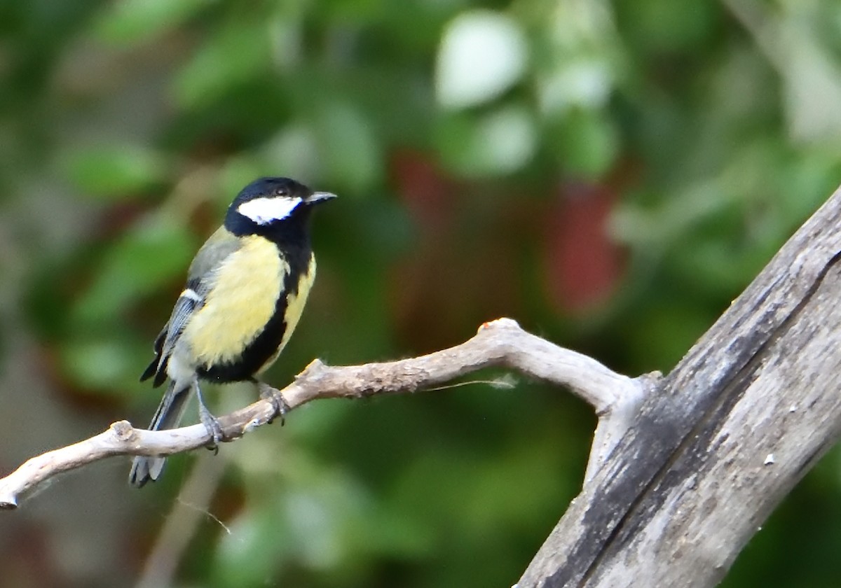 Mésange charbonnière - ML567907121