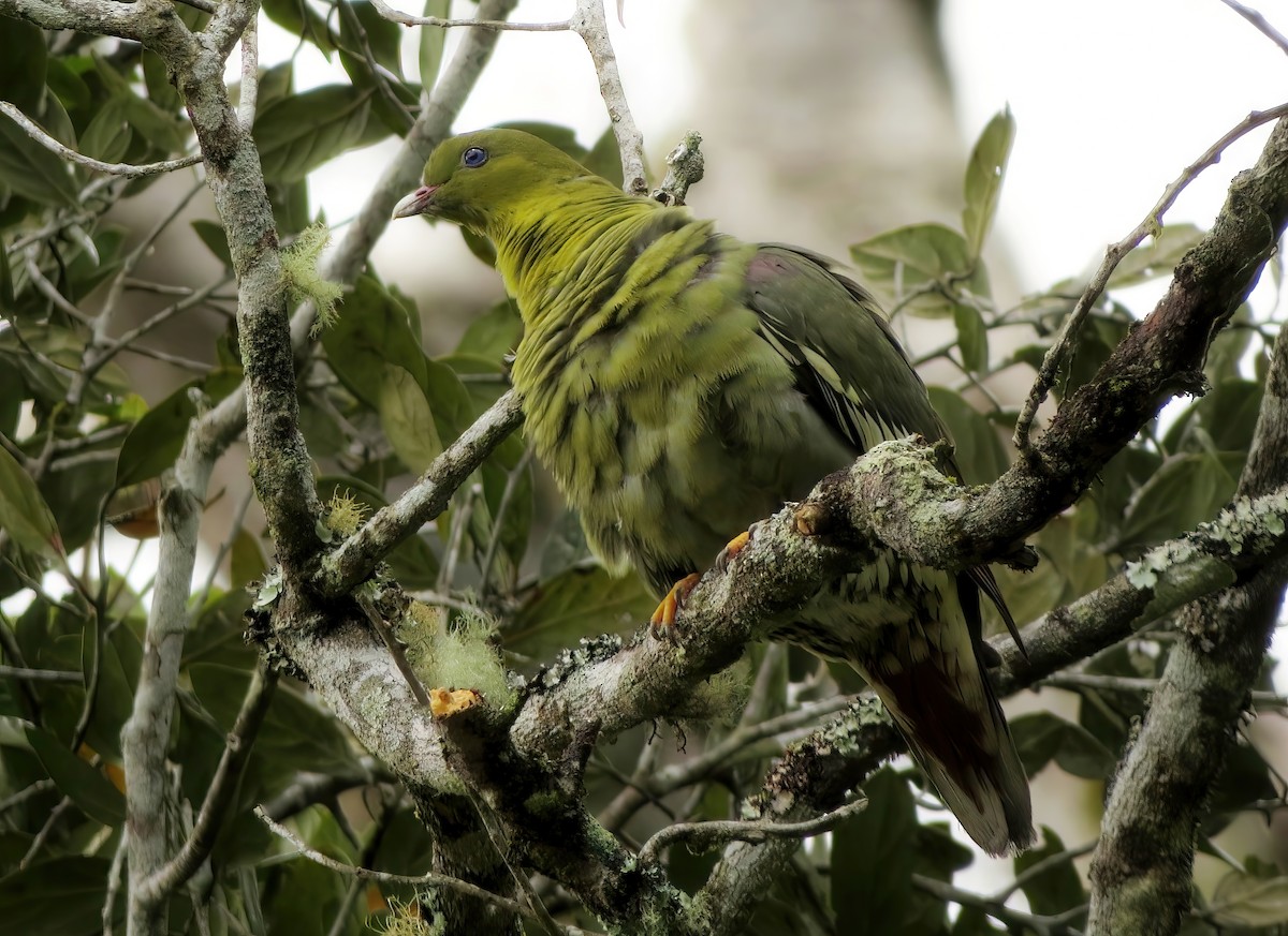 Madagaskar Yeşil Güvercini - ML567908991