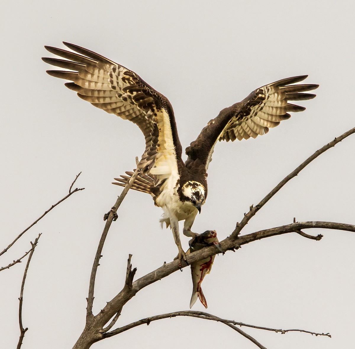 Osprey - Tom Gannon