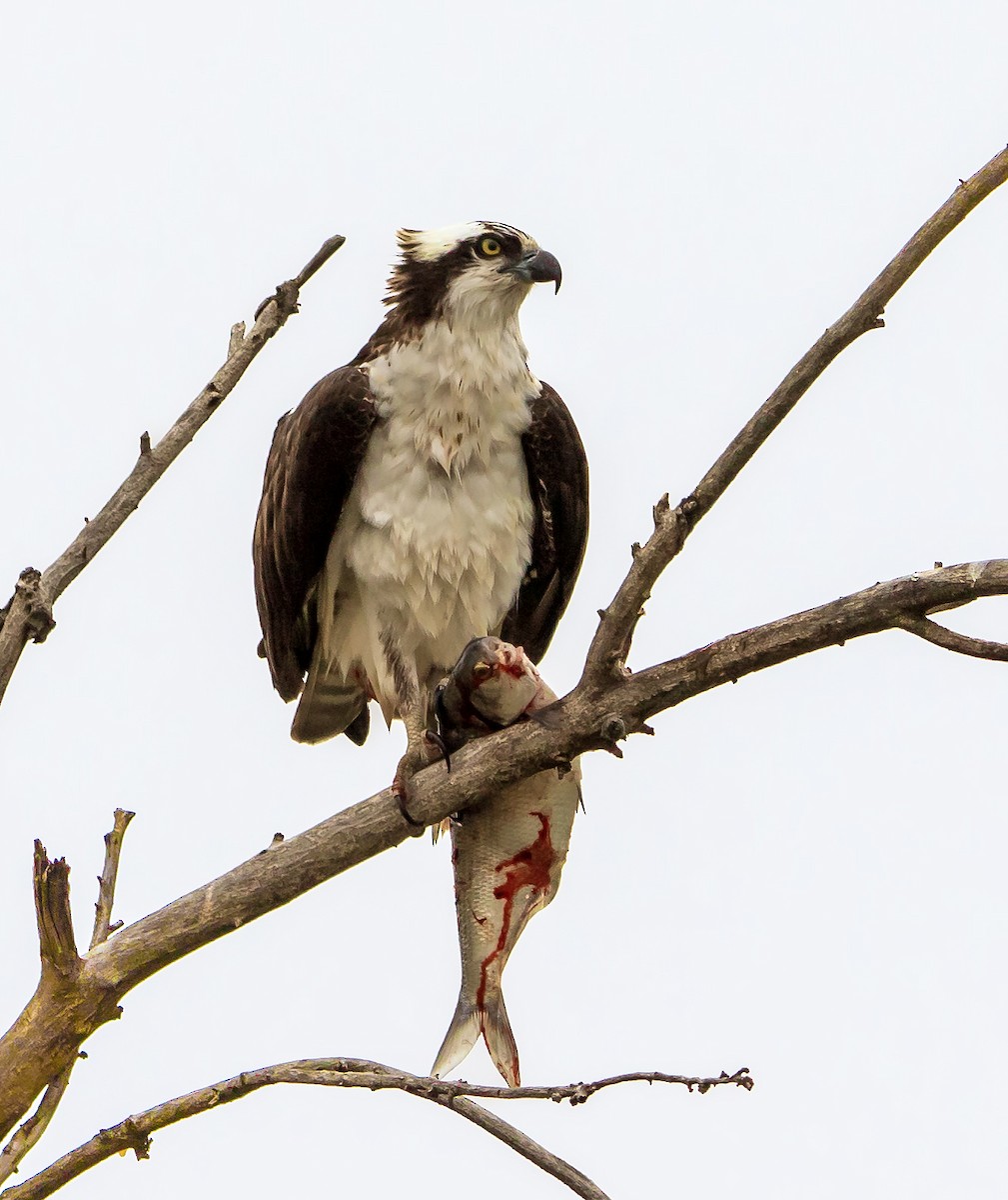 Águila Pescadora - ML567910701