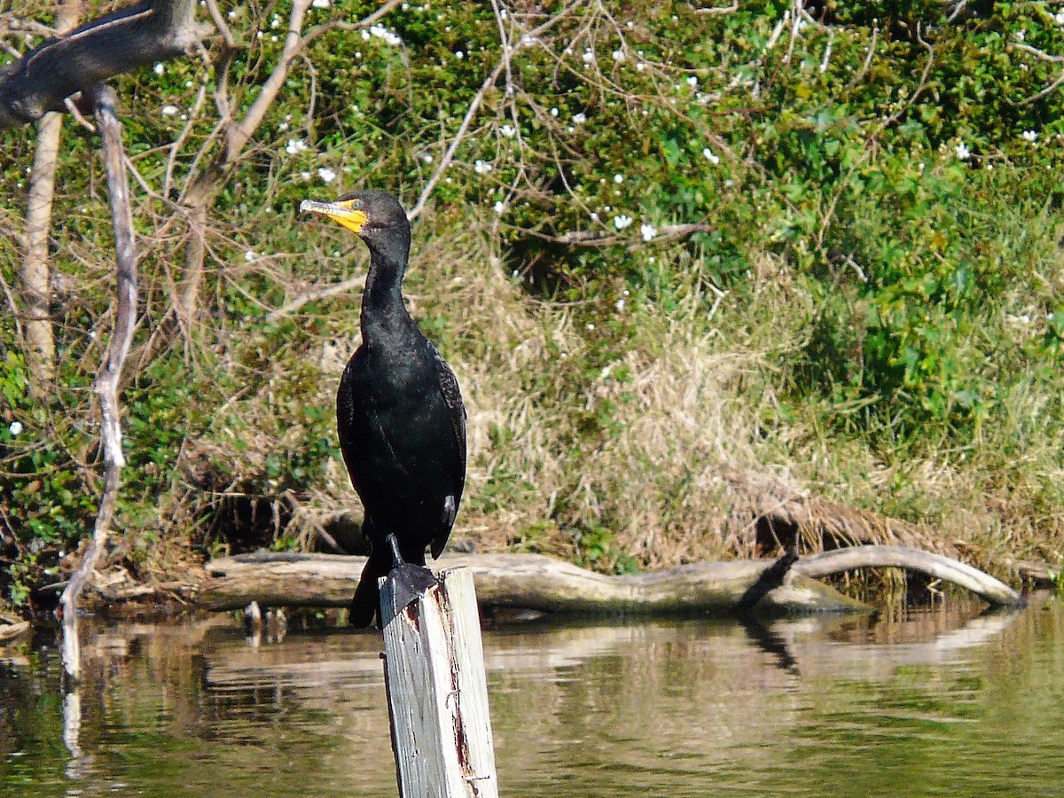 Double-crested Cormorant - ML56791071