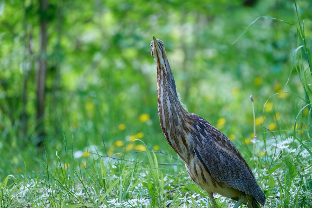 American Bittern - ML567910811