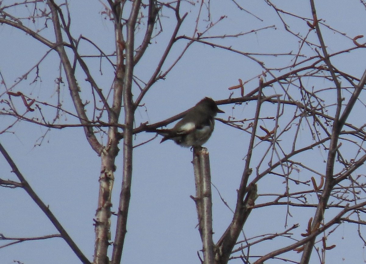 Olive-sided Flycatcher - ML567910841