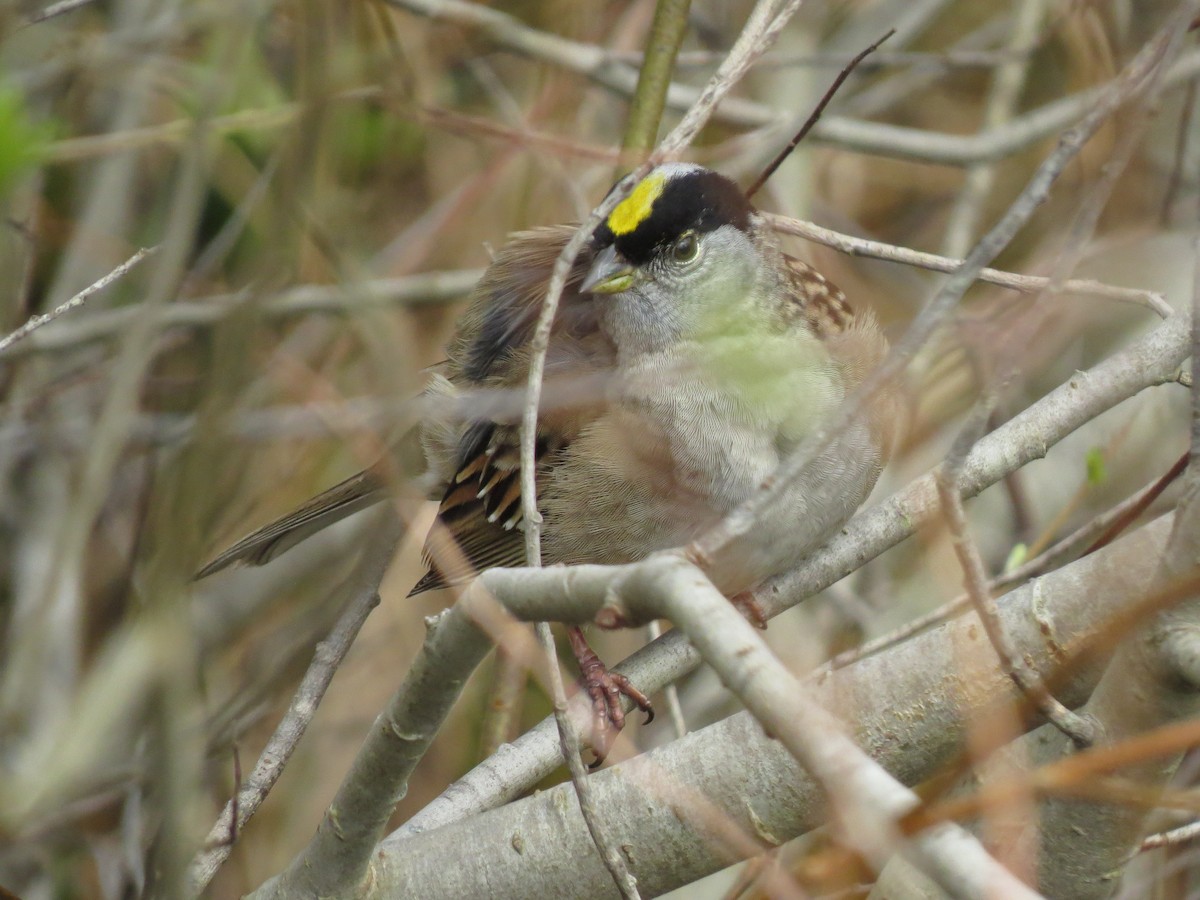 Golden-crowned Sparrow - ML567911431