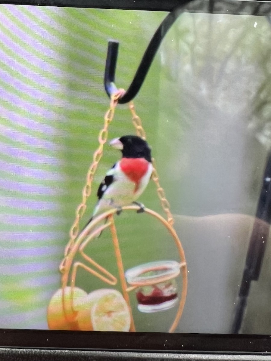 Rose-breasted Grosbeak - ML567911761