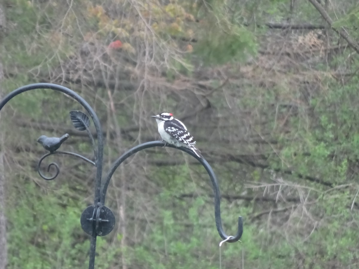 Downy Woodpecker - ML567911961